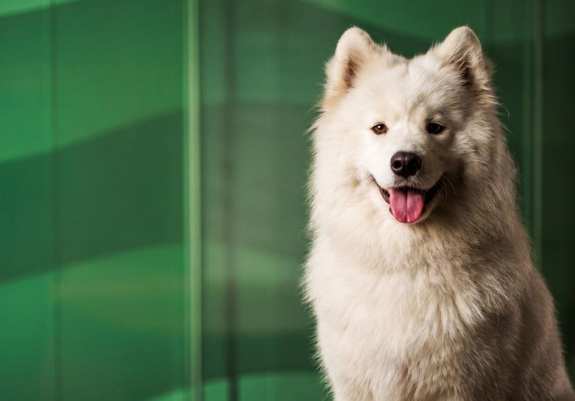 Cookie's business portrait, depicting a Samoyed dog, the dog is smiling
